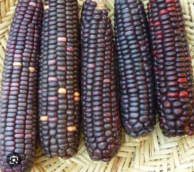 Blue corn cobs